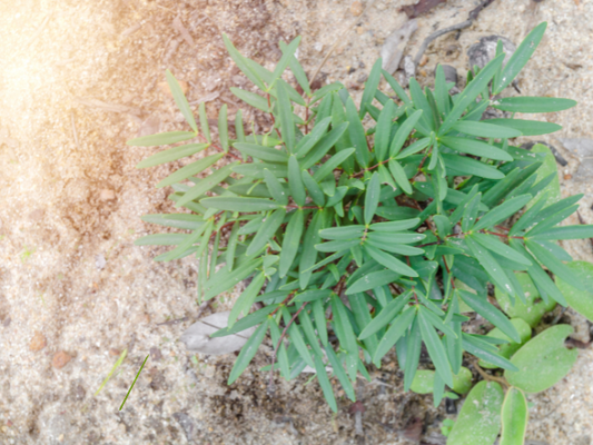 Tongkat Ali (Eurycoma longifolia): what it does, how to use it safely