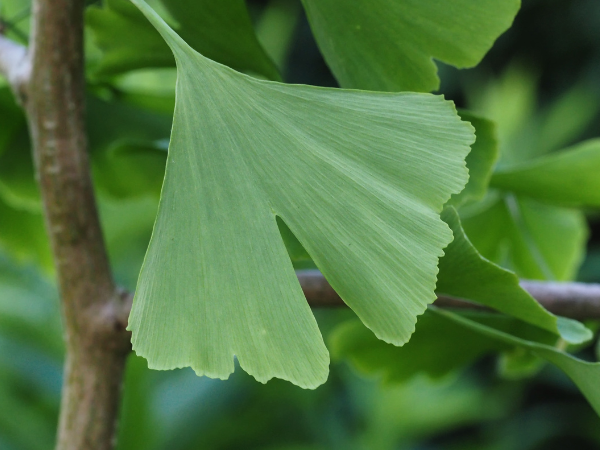 Ginkgo Biloba: Brain Health and Circulation Support