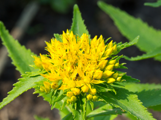 Rhodiola Rosea and Mental Stamina: Evidence-Based Insights