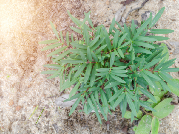 Tongkat Ali (Eurycoma longifolia): what it does, how to use it safely